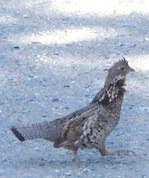 GDMBR: Sequence of a Grouse faking an injury to distract from its nest.